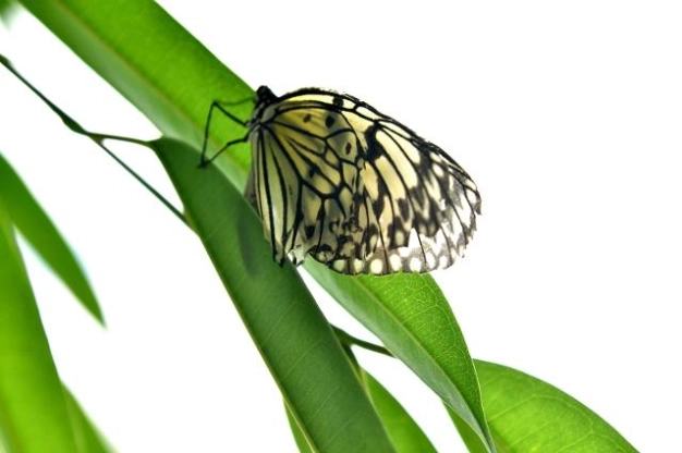 Rengarenk kanatların çiftliği