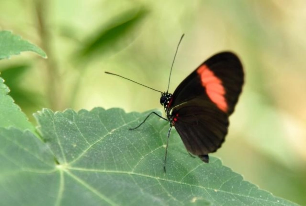 Rengarenk kanatların çiftliği