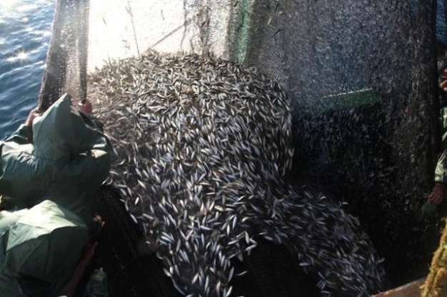 Balık e-mezatta umut hamside