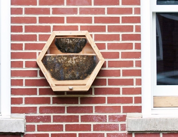 Evde arı beslemeye ne dersiniz