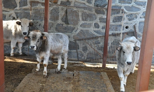 Tüm hayvan türlerine şifa dağıtan tek hastane