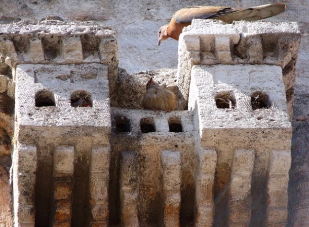 Bu şehirde kuşların bile evi var