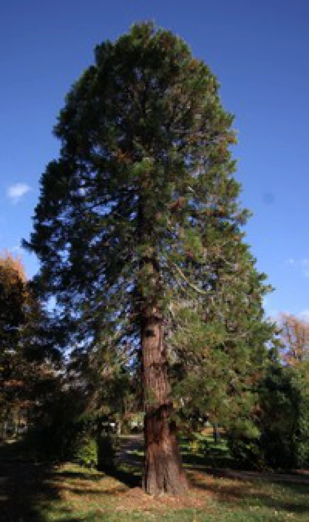 Ancient city's ageless trees