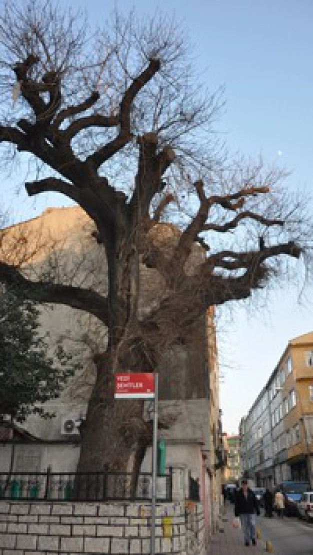 Ancient city's ageless trees