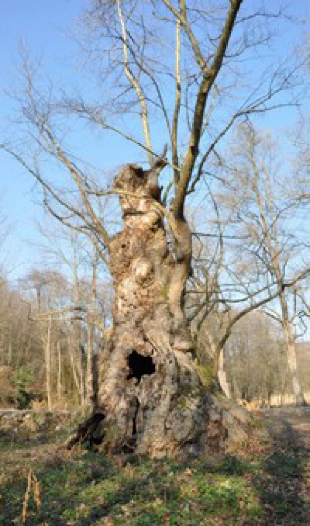 Ancient city's ageless trees