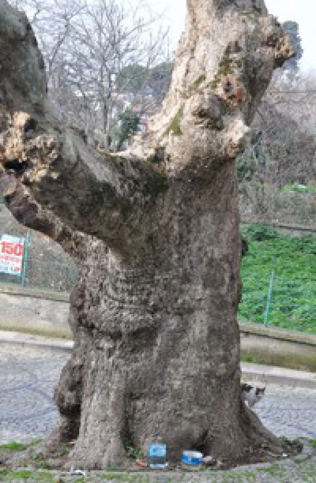 Ancient city's ageless trees