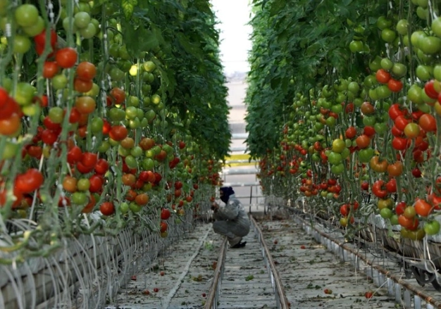 Tarımsal üretime düşük faizli kredi