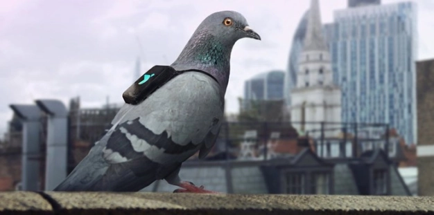 Hava kirliliğini ölçen güvercinler