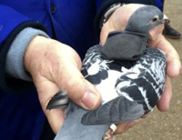 Hava kirliliğini ölçen güvercinler