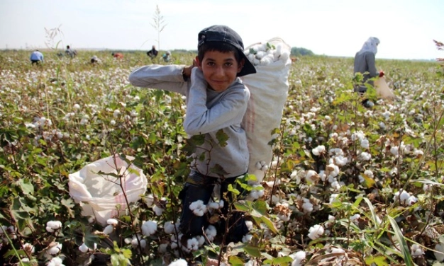 ABD’den pamuk ithal edenler dikkat!