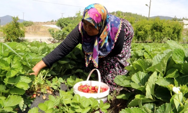 Destek için son tarih 3 Ekim