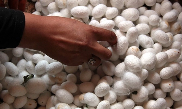 Bu yıl üretim 120 ton olacak