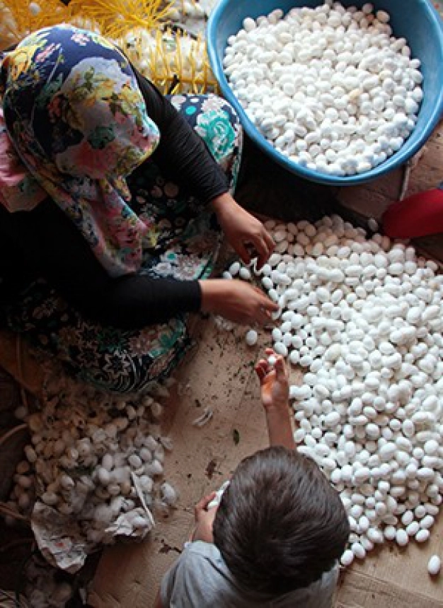 Bu yıl üretim 120 ton olacak