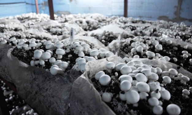 Atıl inşaatı mantar üretim bahçesi yaptılar