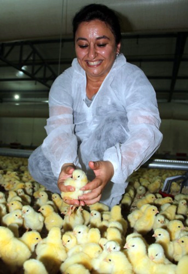 Oxford’ta okudu tavuk çiftliği kurdu