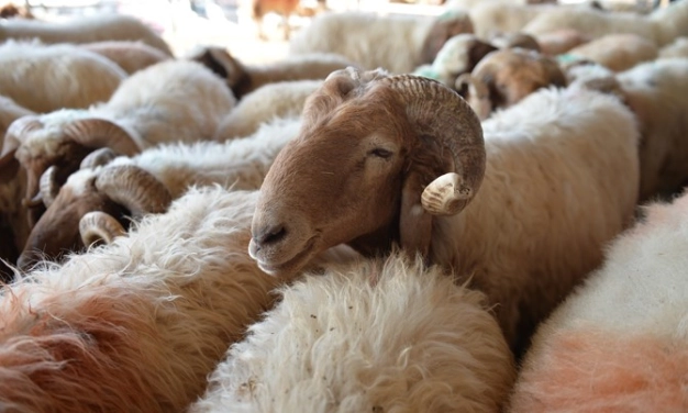 Küçükbaş 700, büyükbaş 5 bin TL