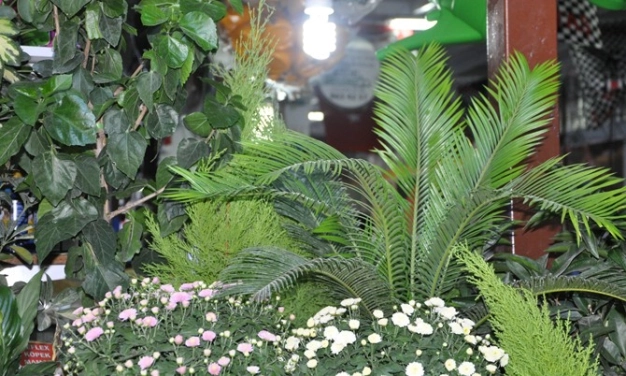 7 ayda 55 milyon dolarlık süs bitkisi ihraç ettik