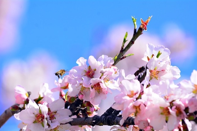 The city where flowers blossom every season ISTANBUL