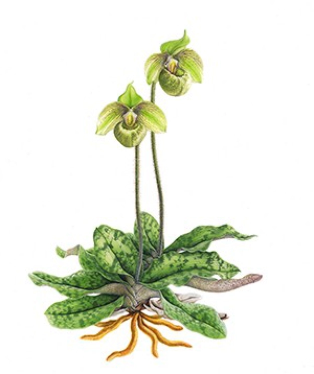 Türkiye’nin eşsiz bitkileri 28 ciltte toplanıyor