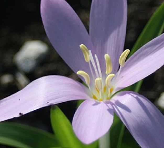 Türkiye’nin eşsiz bitkileri 28 ciltte toplanıyor