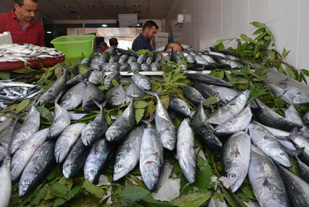 Denizlerde palamut bereketi!