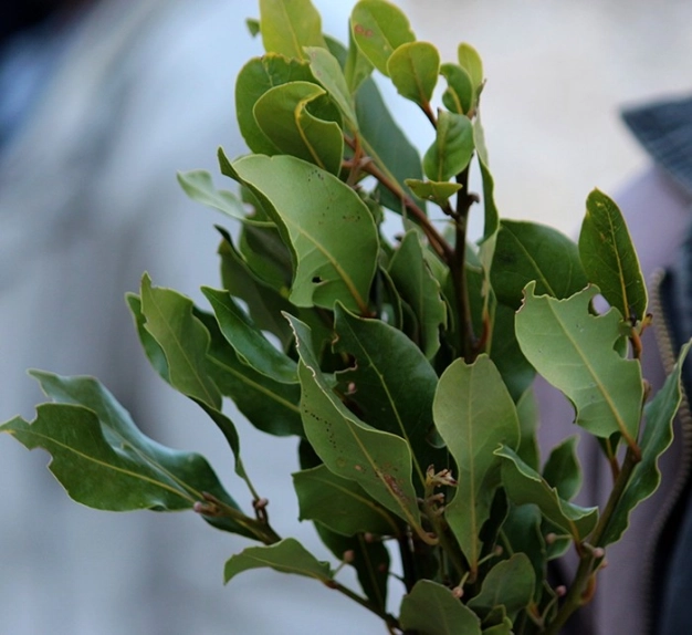 Yeşil altın: Defne