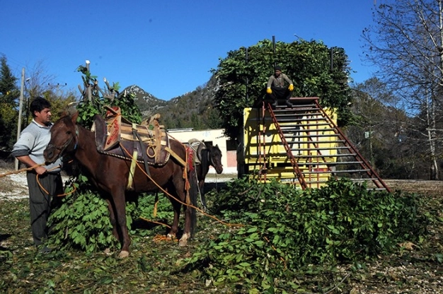 Yeşil altın: Defne