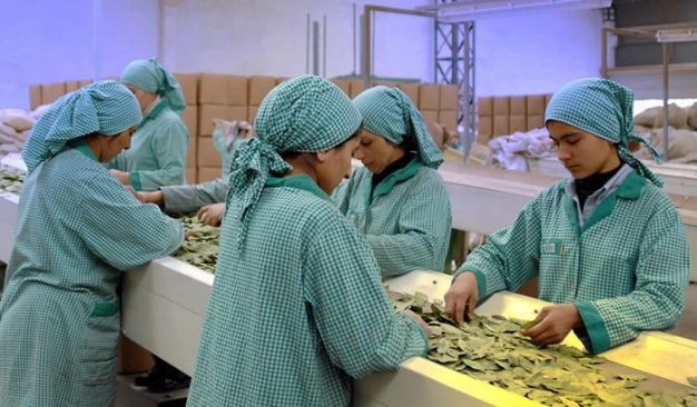 Yeşil altın: Defne