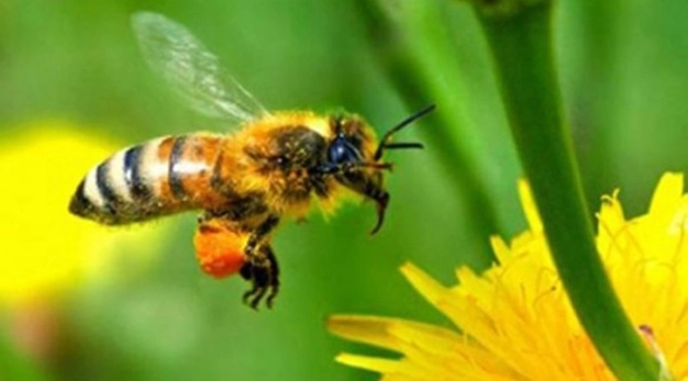 Balımızdan katma değer damlayacak