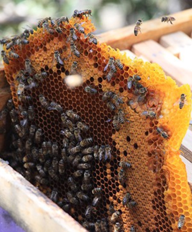 Balımızdan katma değer damlayacak