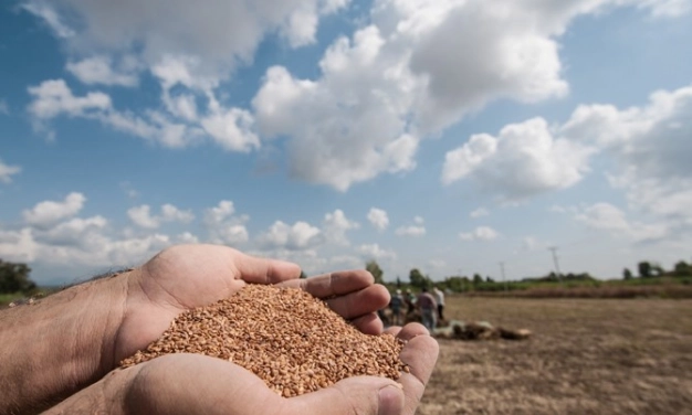 Tohumda üretim arttı sıra ihracatta