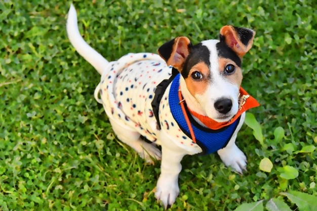 Evcil hayvanlar da telefonun kapsama alanında