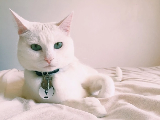 Unutkan öğrenciler unutkanlığa çare buldu