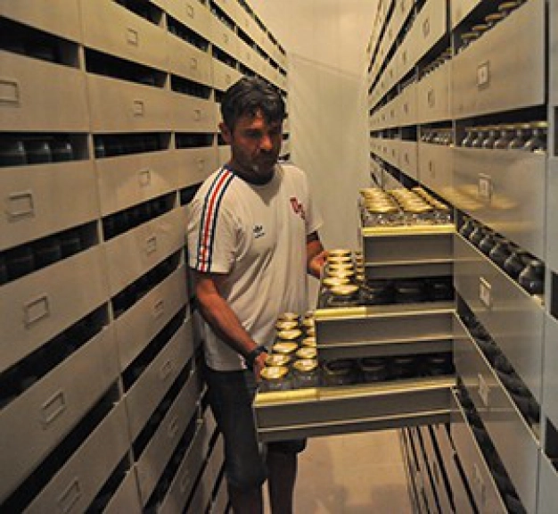 Tohum avcıları iş başında