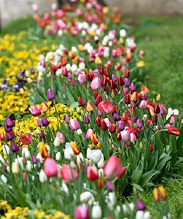 İstanbul baharı 160 farklı lale ile karşılayacak
