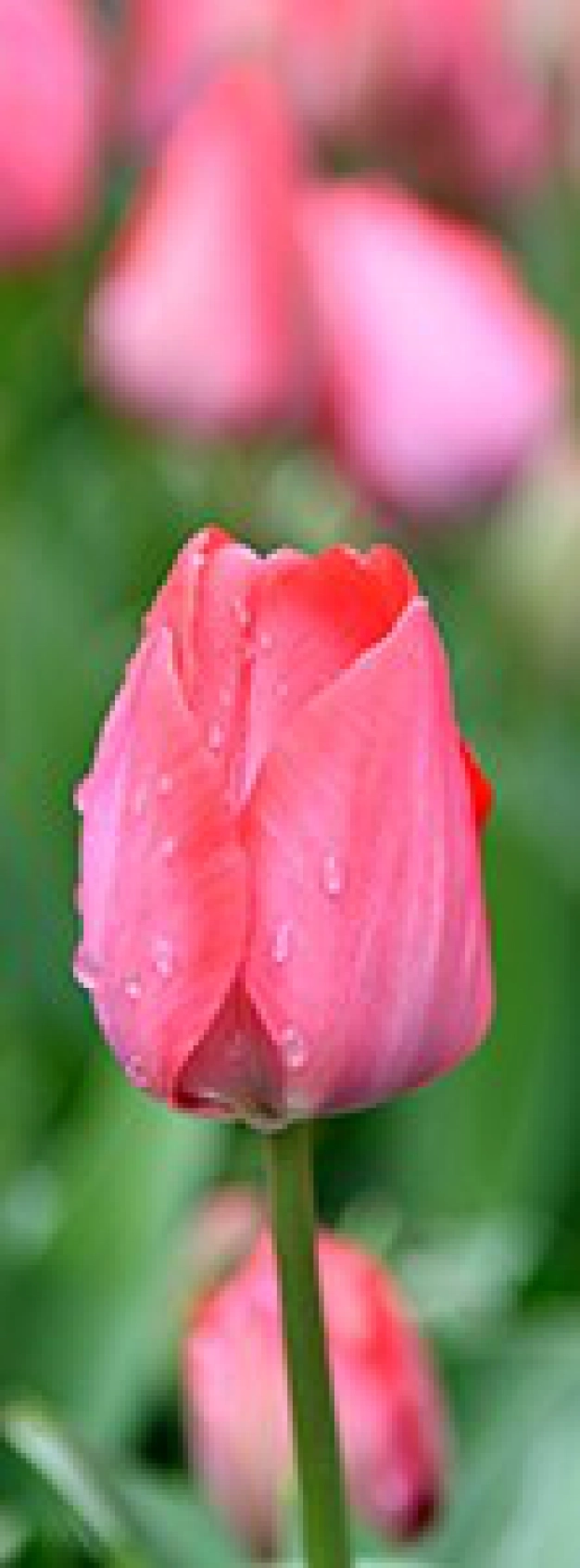 İstanbul baharı 160 farklı lale ile karşılayacak