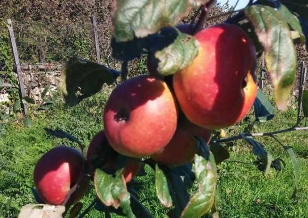 Coğrafi işareti alan 2.2 kat kârlı satıyor