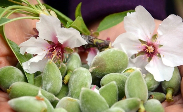 Coğrafi işareti alan 2.2 kat kârlı satıyor