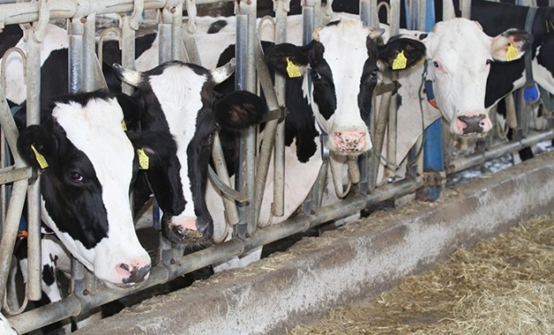 Buzağı başına 750 TL hibe