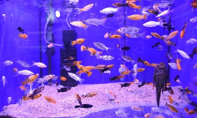 Karneye tropikal hediye