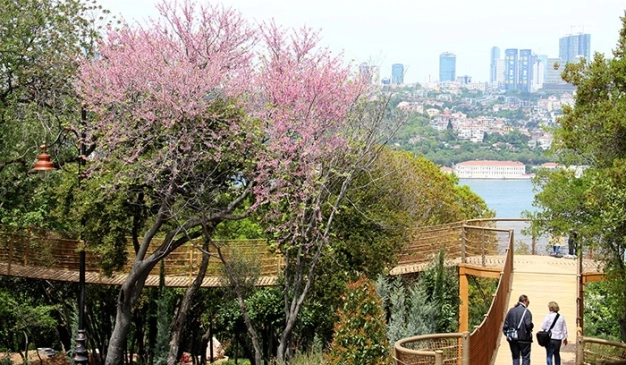 Boğaz’da erguvan zamanı