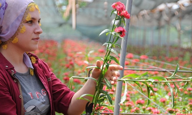 Süs bitkisine arazi desteği