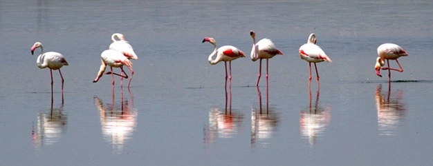 Flamingolardan görsel şölen