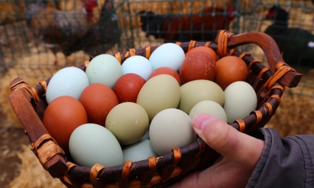 Üreterek kazanmak isteyene IPARD hibesi