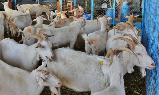Üreterek kazanmak isteyene IPARD hibesi