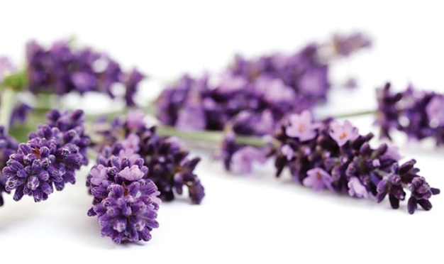 Alternatif yatırımda güzel kokulu mor cazibe