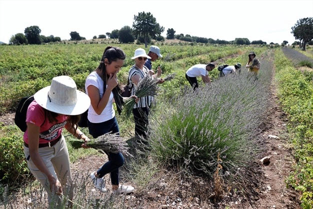 Alternatif yatırımda güzel kokulu mor cazibe