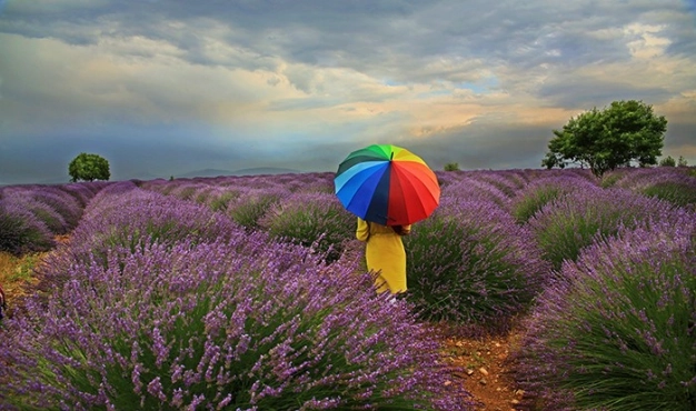 Alternatif yatırımda güzel kokulu mor cazibe