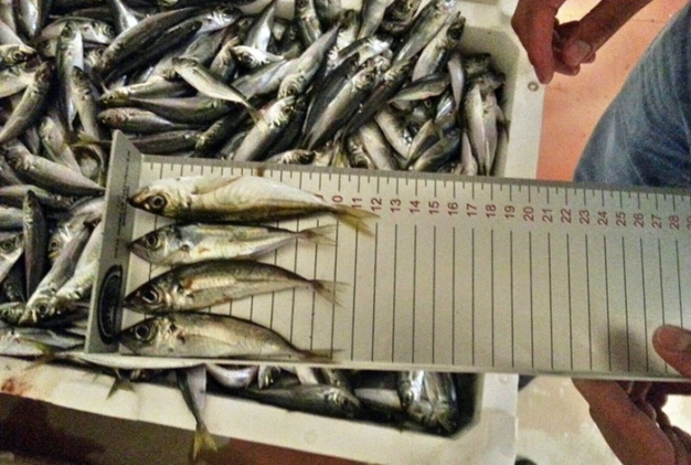 Deniz soğudukça tezgah ısınacak