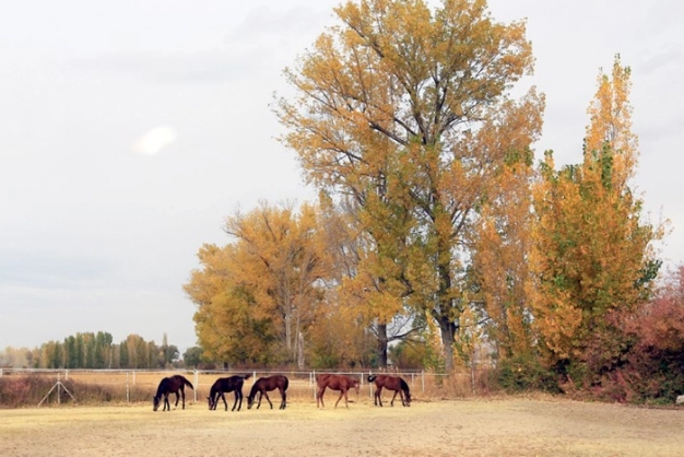 Anadolu sonbaharla tuvale dönüştü